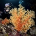 coral_soft_sjc_si_v_0178_egy4669.jpg